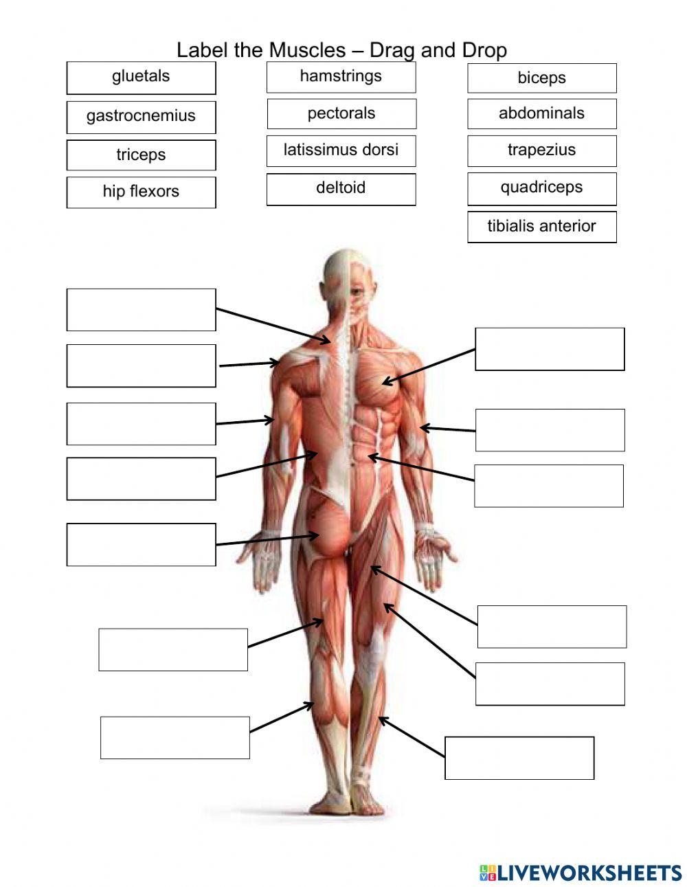 1 4 Muscles Free Interactive Worksheets 2060121