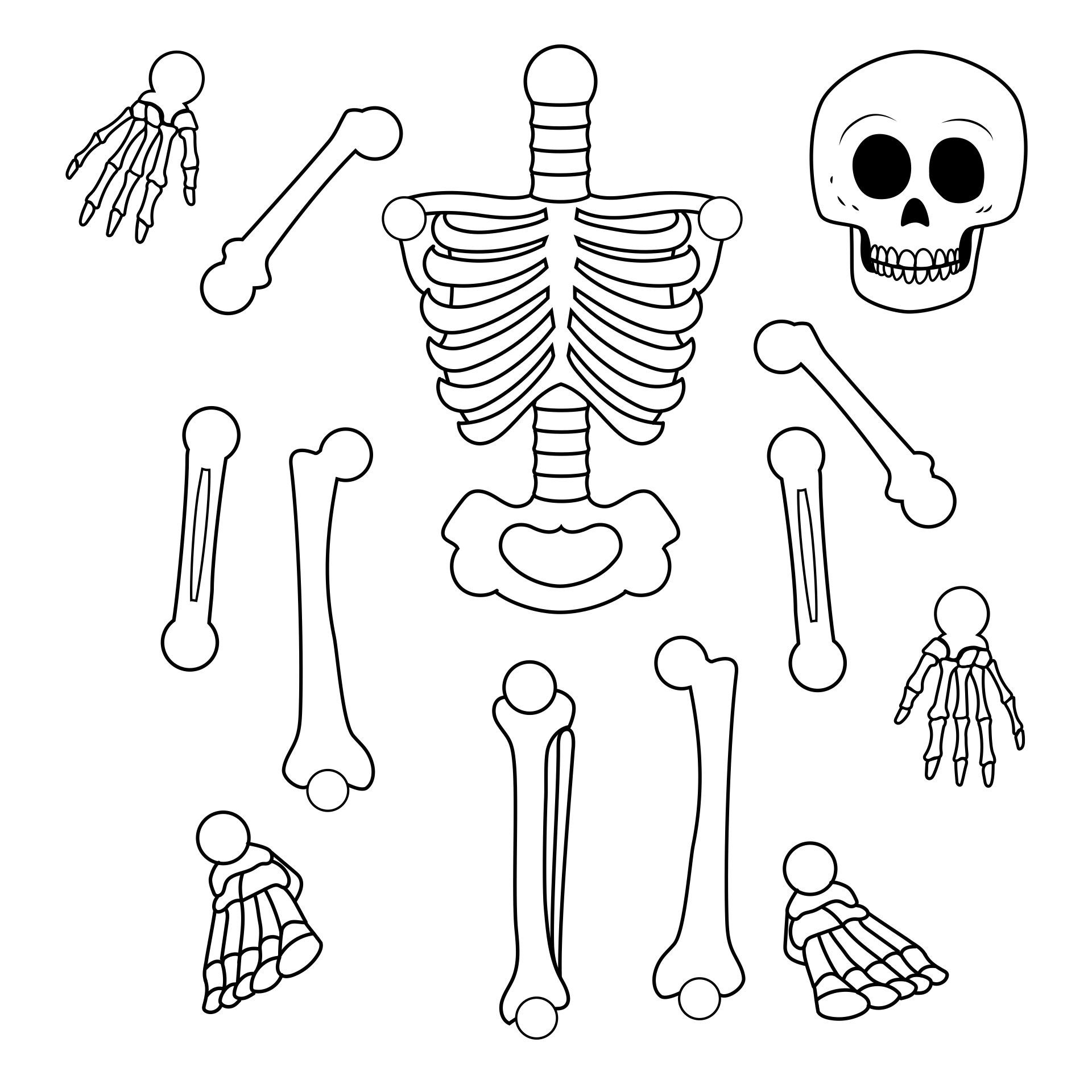 7 Skeleton Model Ideas In 2025 Skeleton Model Skeleton Craft 