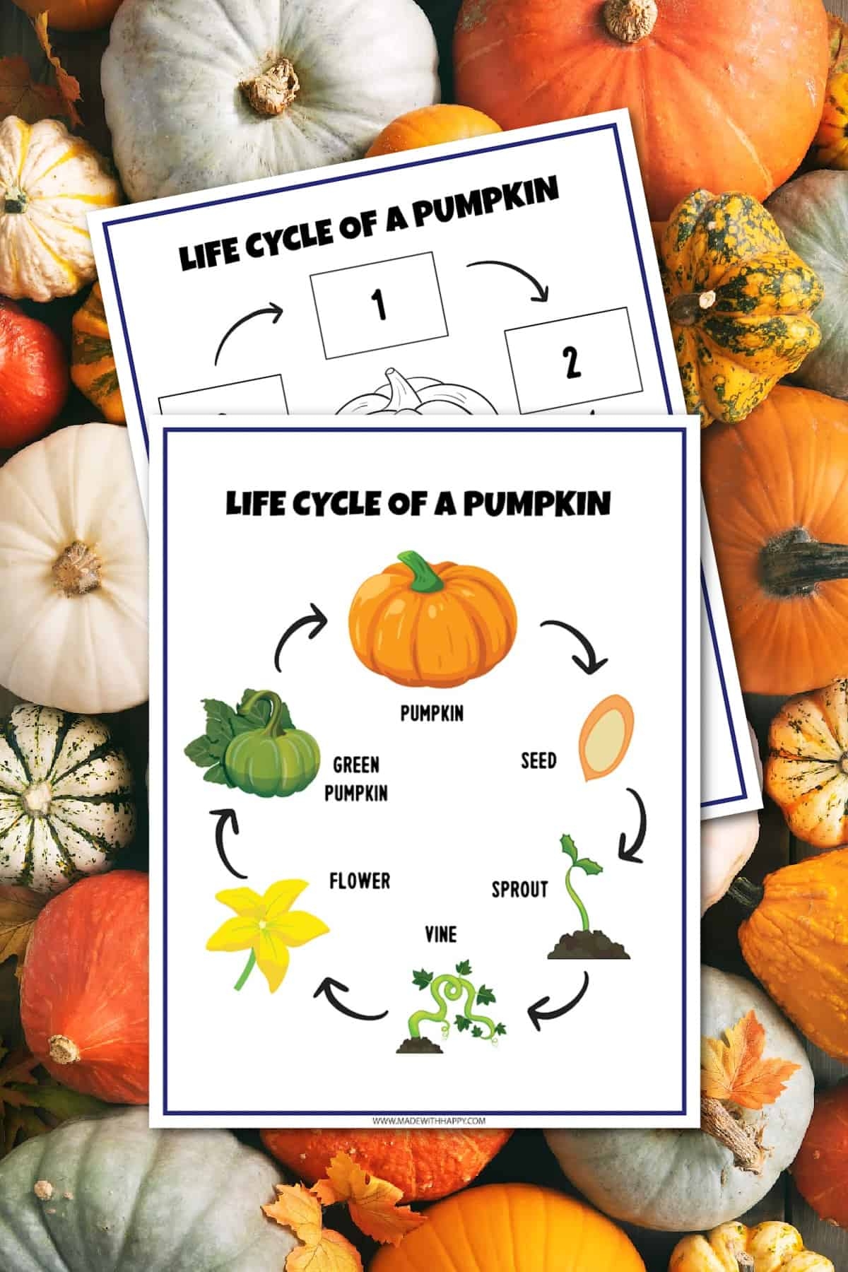 Free Printable Pumpkin Life Cycle Worksheet