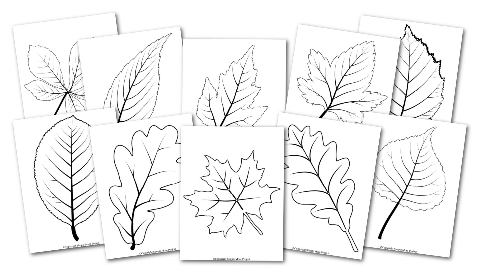 Autumn Leaf Template Printable