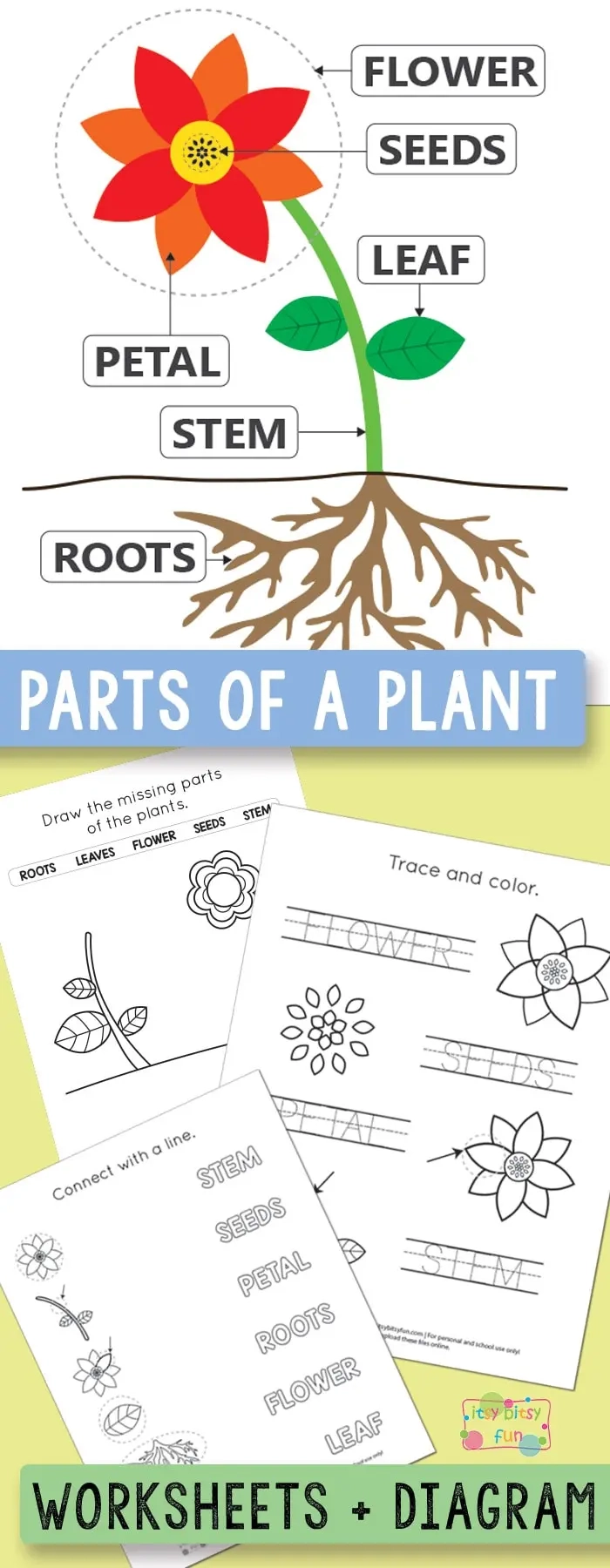 Free Printable Parts Of A Plant Worksheets Itsy Bitsy Fun