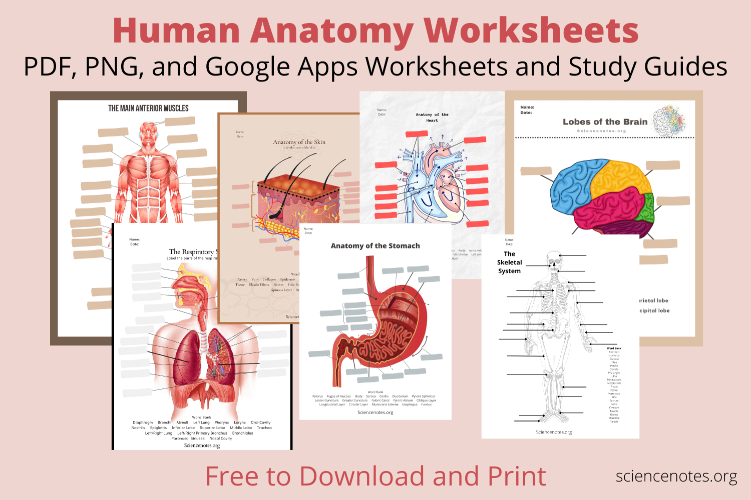 Human Anatomy Worksheets And Study Guides Worksheets Library