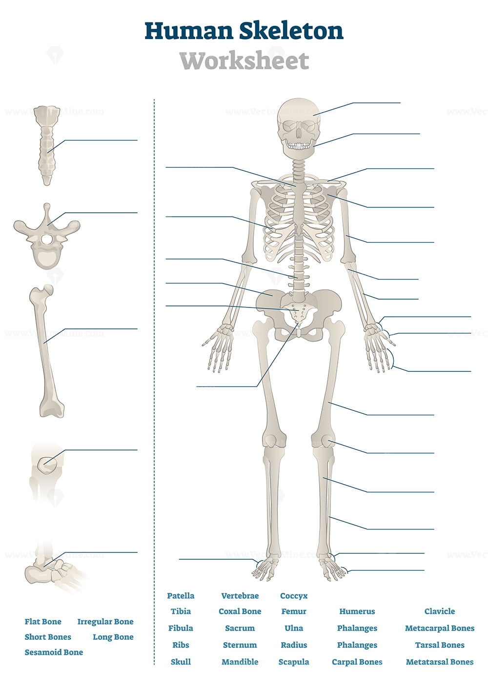 Skeleton Worksheet Printable