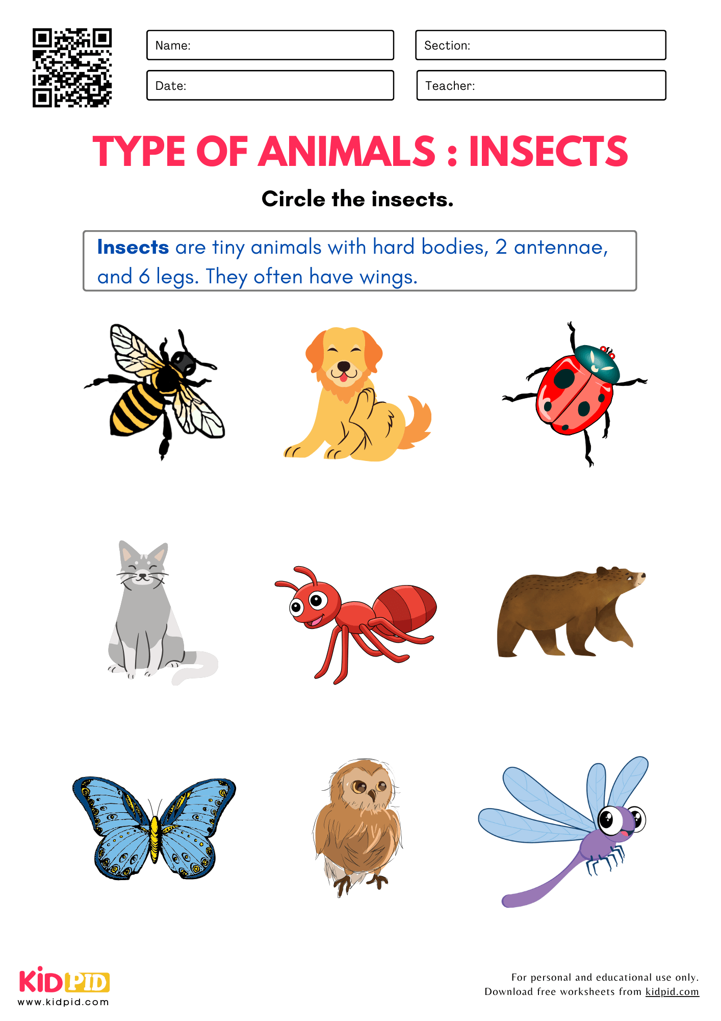 Identify Insects Birds Fishes Reptiles And Mammals Worksheet 