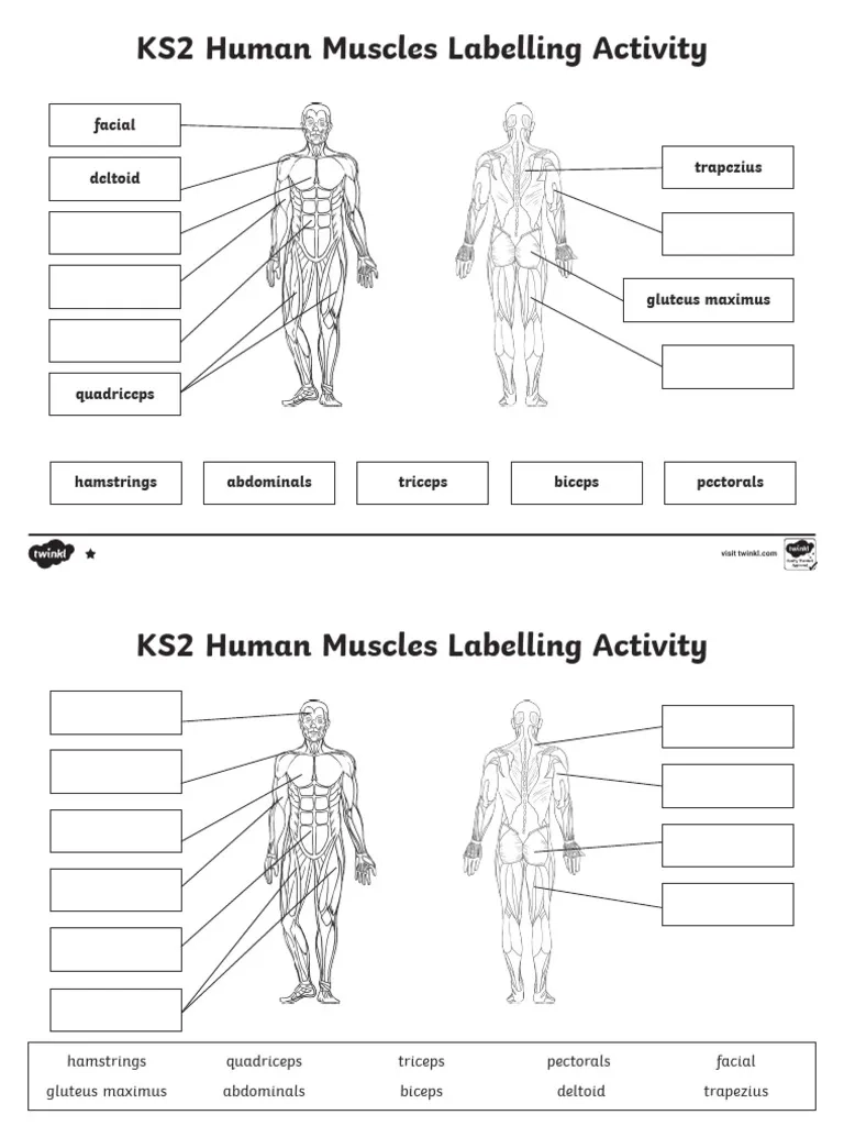 KS2 Muscle Labeling For Kids PDF Philosophy Wellness