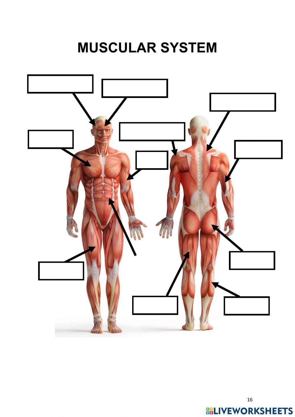 Label The Muscles Worksheet Worksheets Library