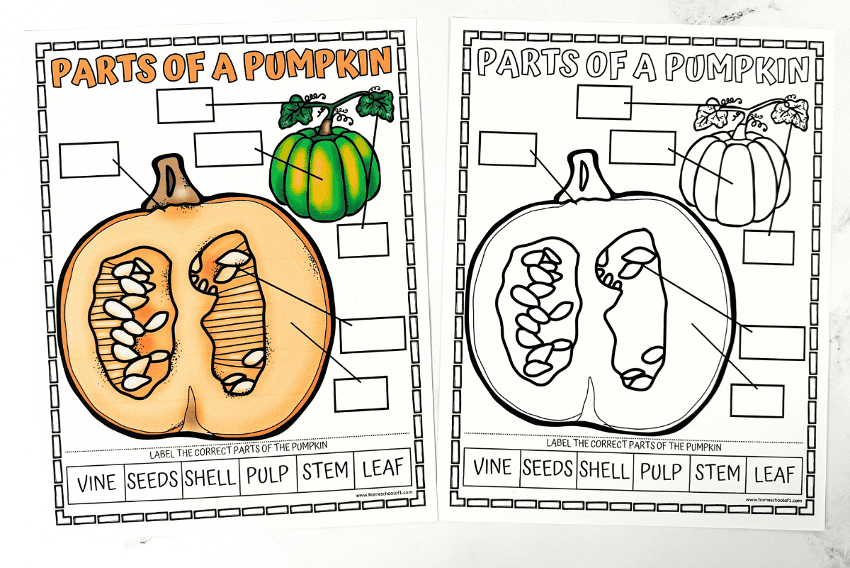 Parts Of A Pumpkin Worksheet Free Coloring Page 