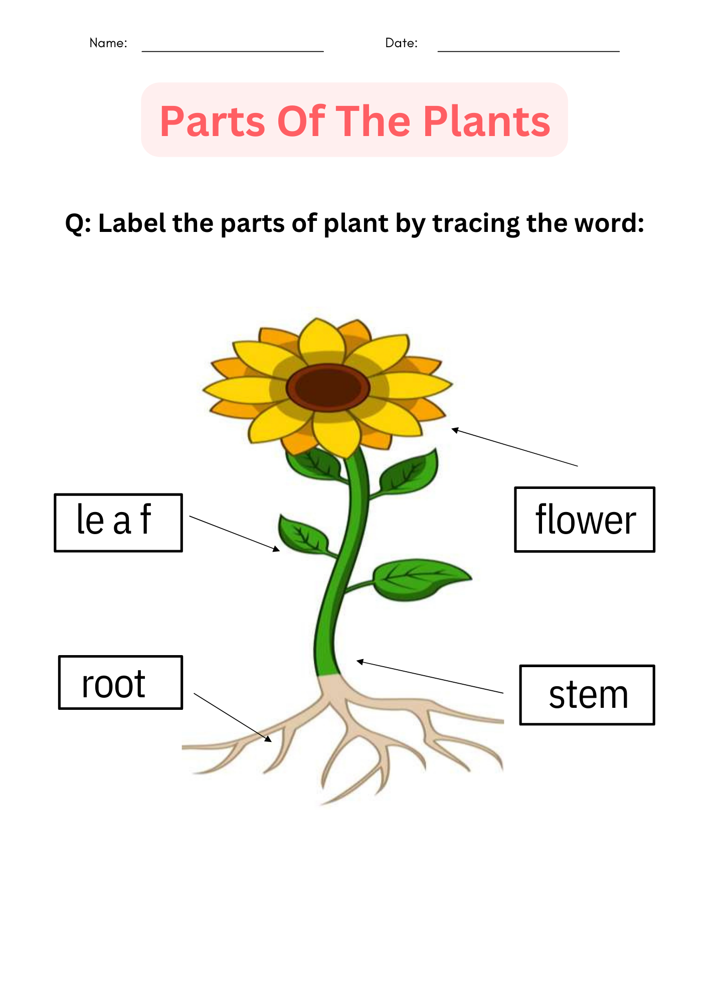 Printable Flower Parts Worksheet