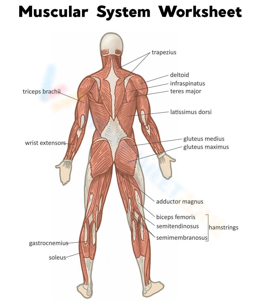Label The Muscles Worksheet
