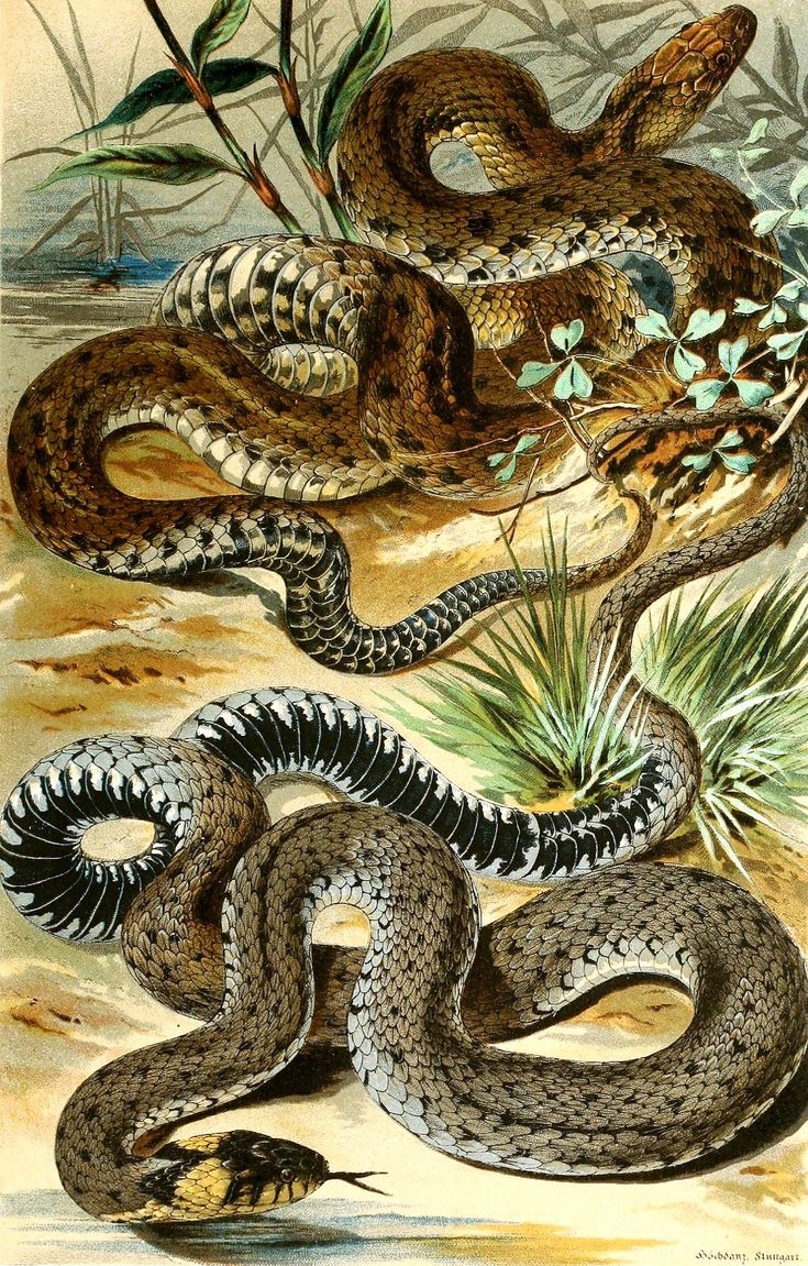 Printable Pictures Of Reptiles