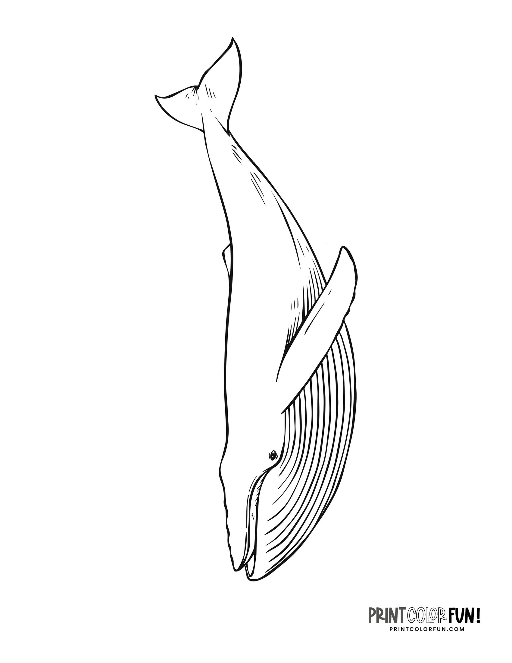 12 Whale Drawings amp Clipart Add A Splash Of Creativity amp Fun To 