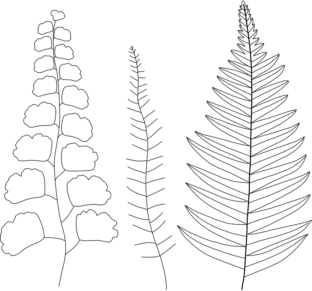 FREE Embroidery Pattern Botanical Ferns Wandering Threads 