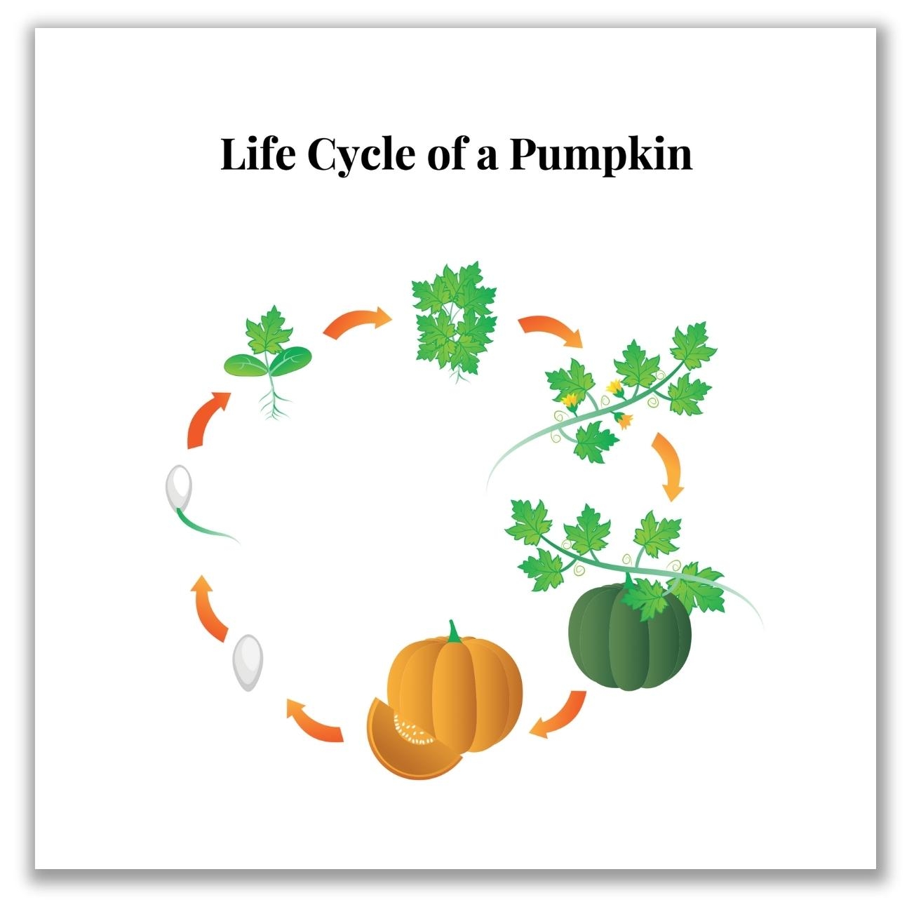 Life Cycle Of Pumpkin Printable