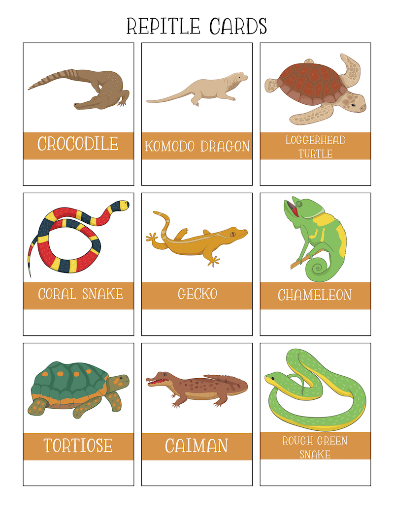 Free Reptiles Worksheets Kids Love With Printables Worksheets 