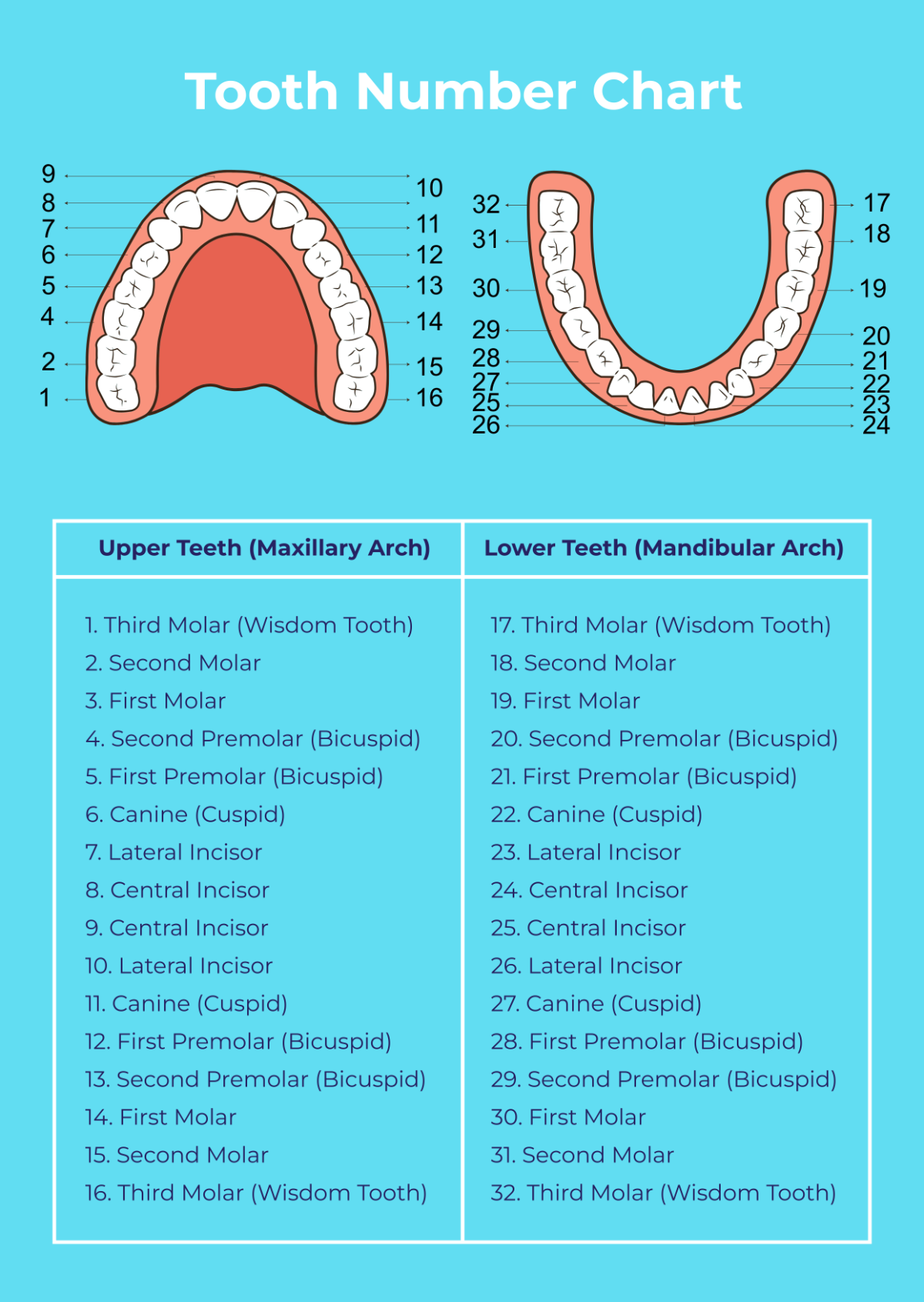 Tooth Printable Template