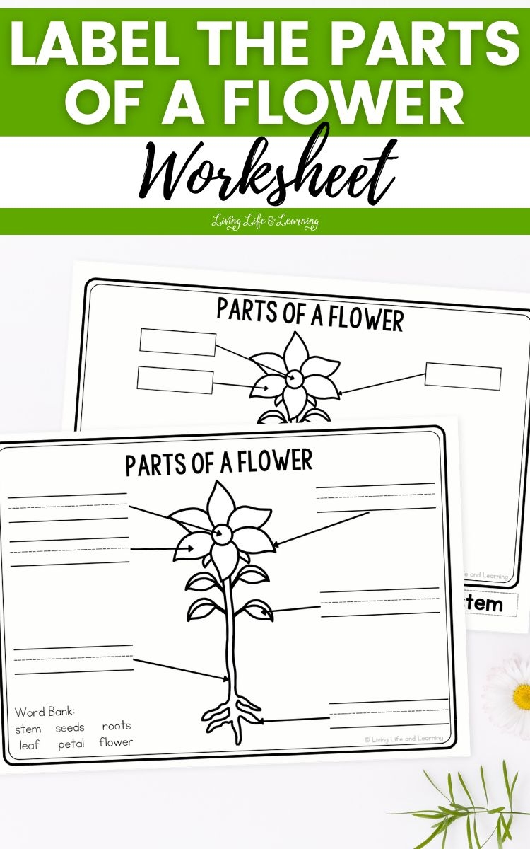 Free Printable Flower Part Worksheet