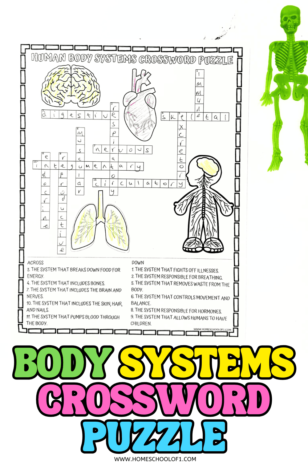 Free Printable Anatomy Crossword Puzzles