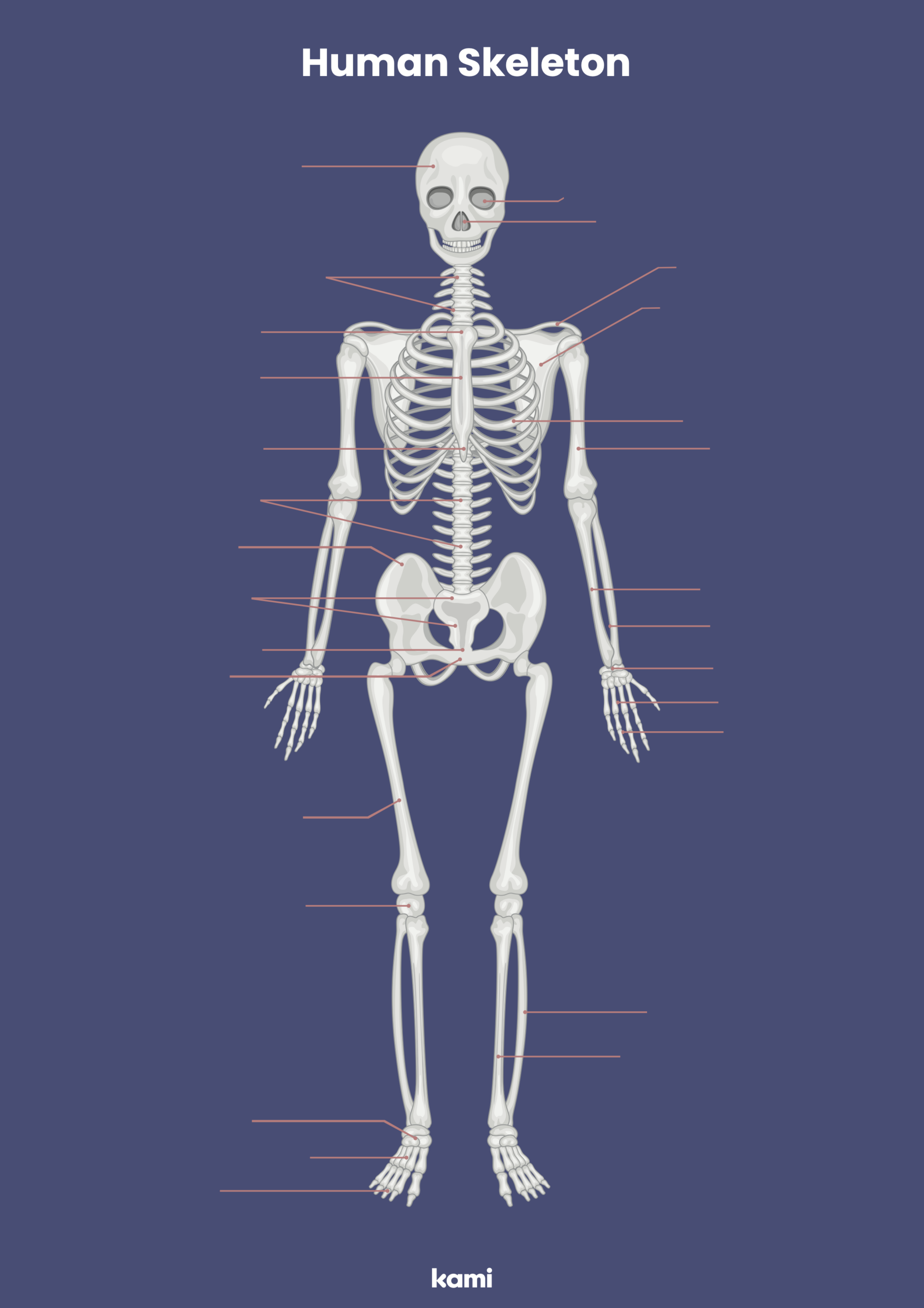 Human Skeleton Labeling Worksheet