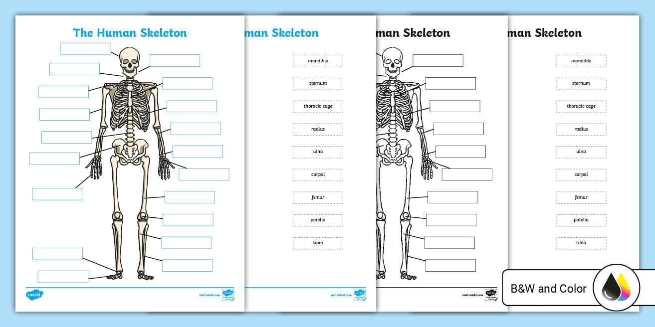 Human Skeleton With Scientific Names Cut And Paste Labeling 