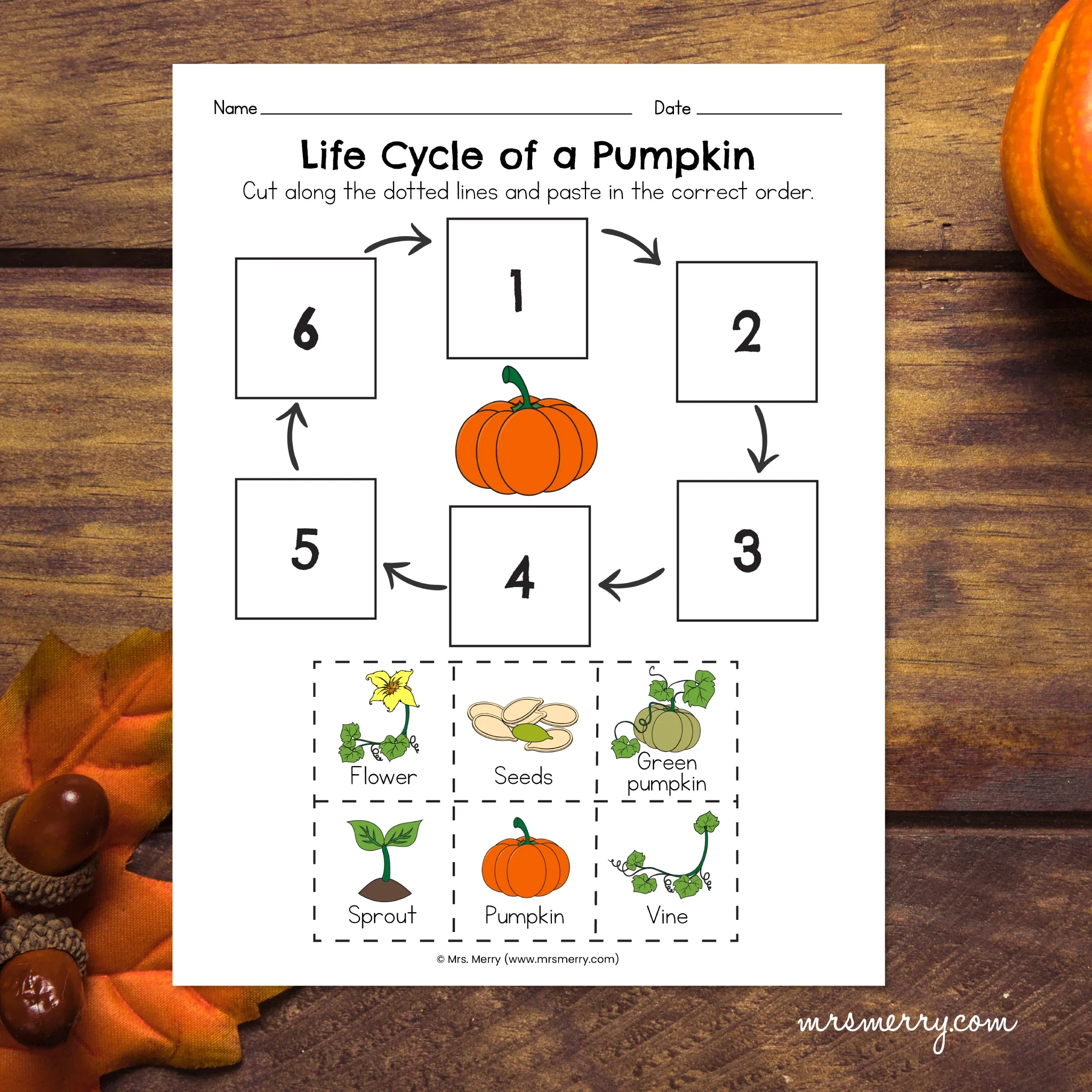 Life Cycle Of A Pumpkin Packet Pumpkin Educational Bundle