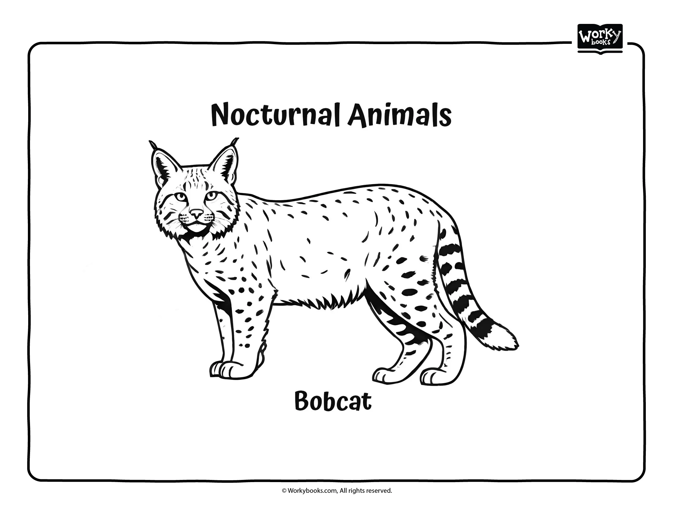 Nocturnal Animals Coloring Pages Workybooks