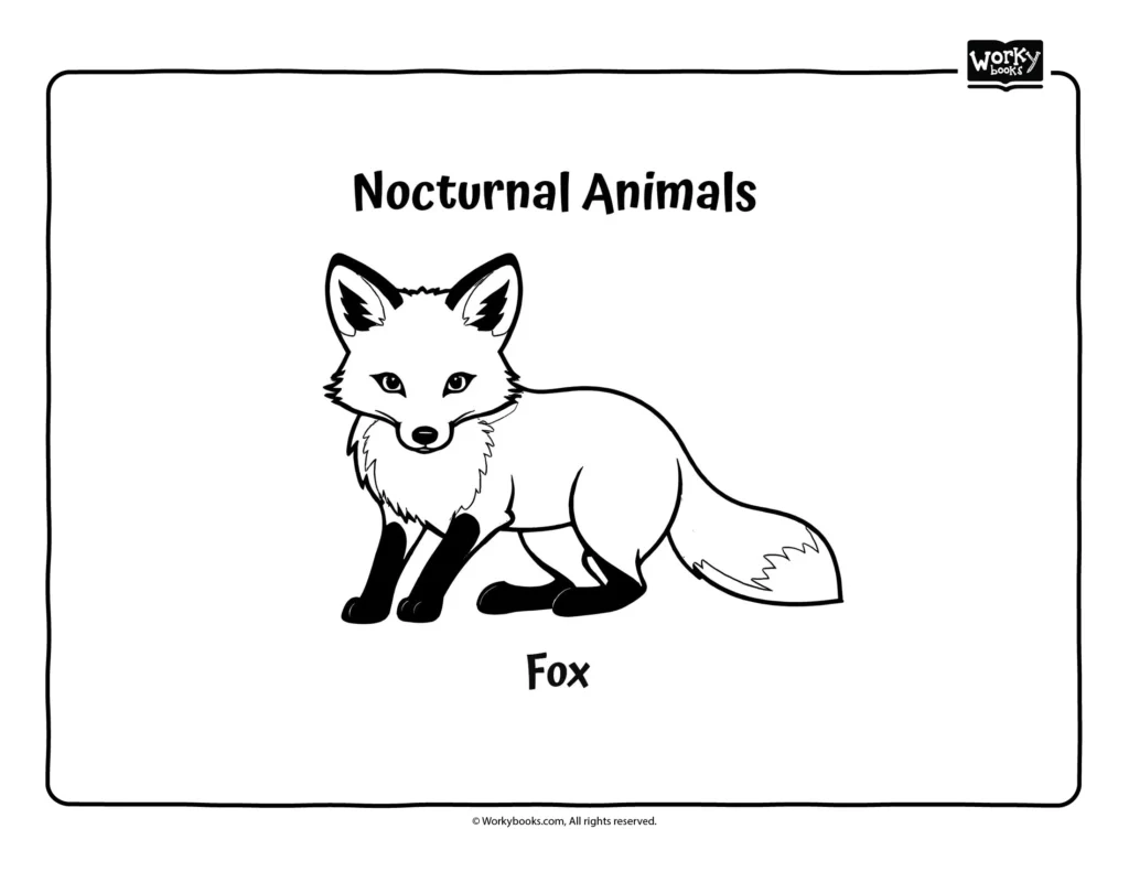 Nocturnal Animals Coloring Pages Workybooks