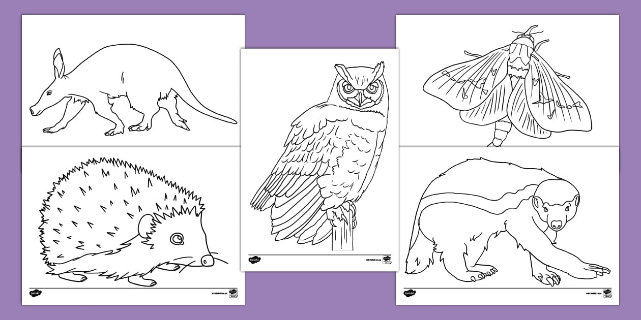 Nocturnal Animals Coloring Sheets