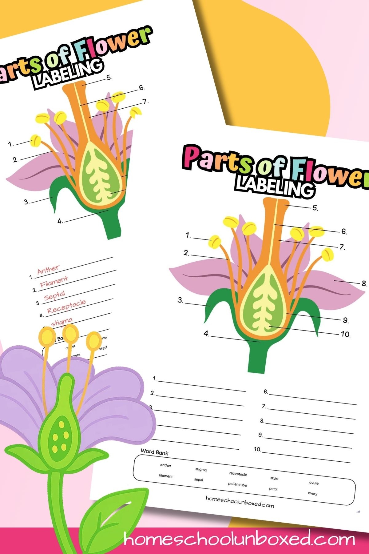 Parts Of A Flower Labeling Worksheet Free Printable 