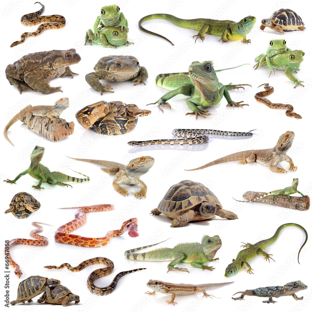 Poster Reptile And Amphibian Wall Art UkPosters