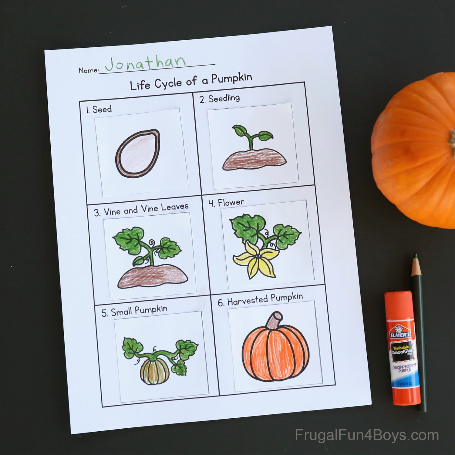 Pumpkin Life Cycle Activity Printable Frugal Fun For Boys And 