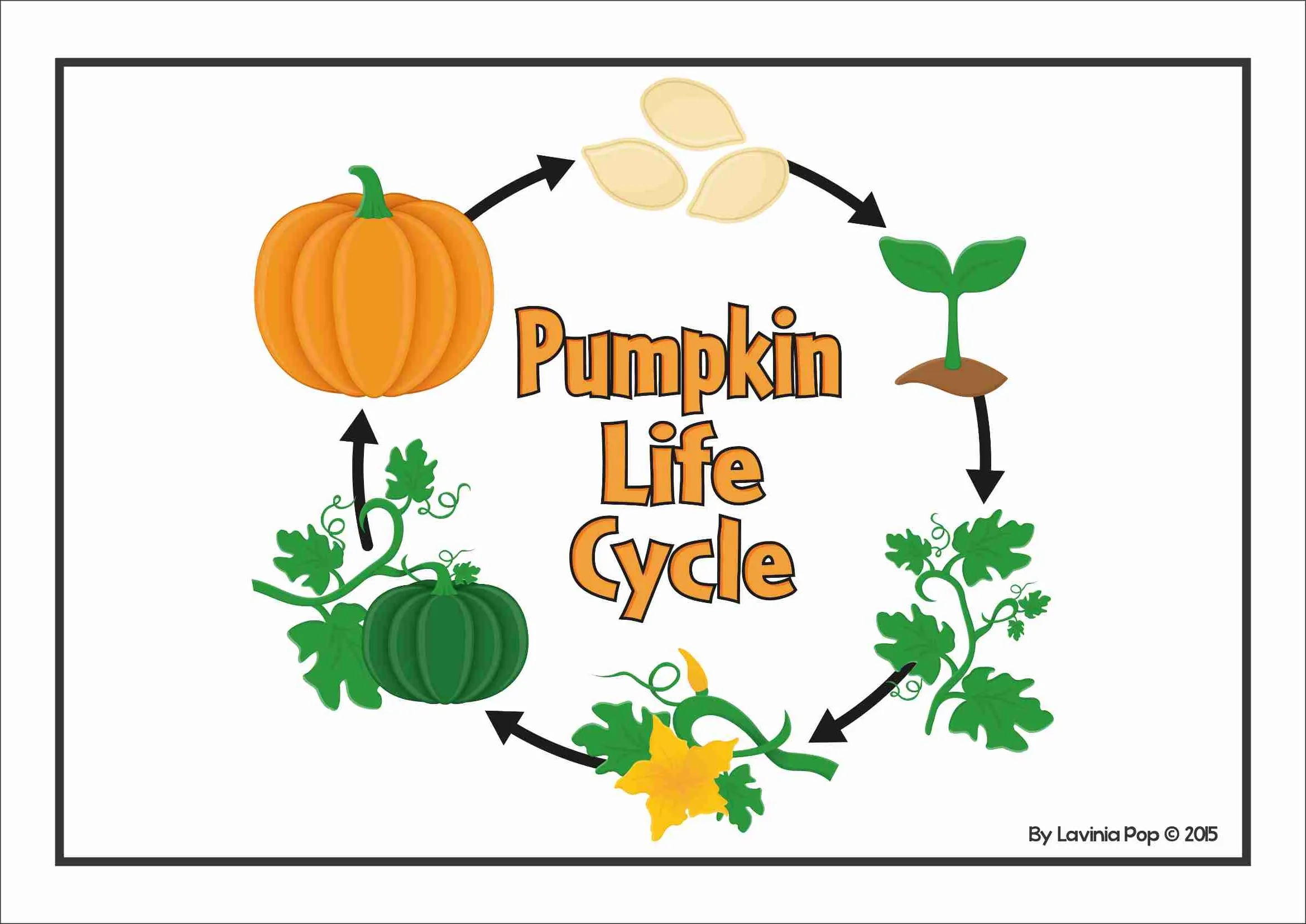 Pumpkin Life Cycle Posters amp Worksheets