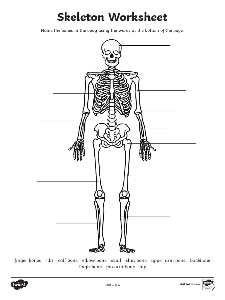 Skeleton Worksheet PDF Skeleton Bone