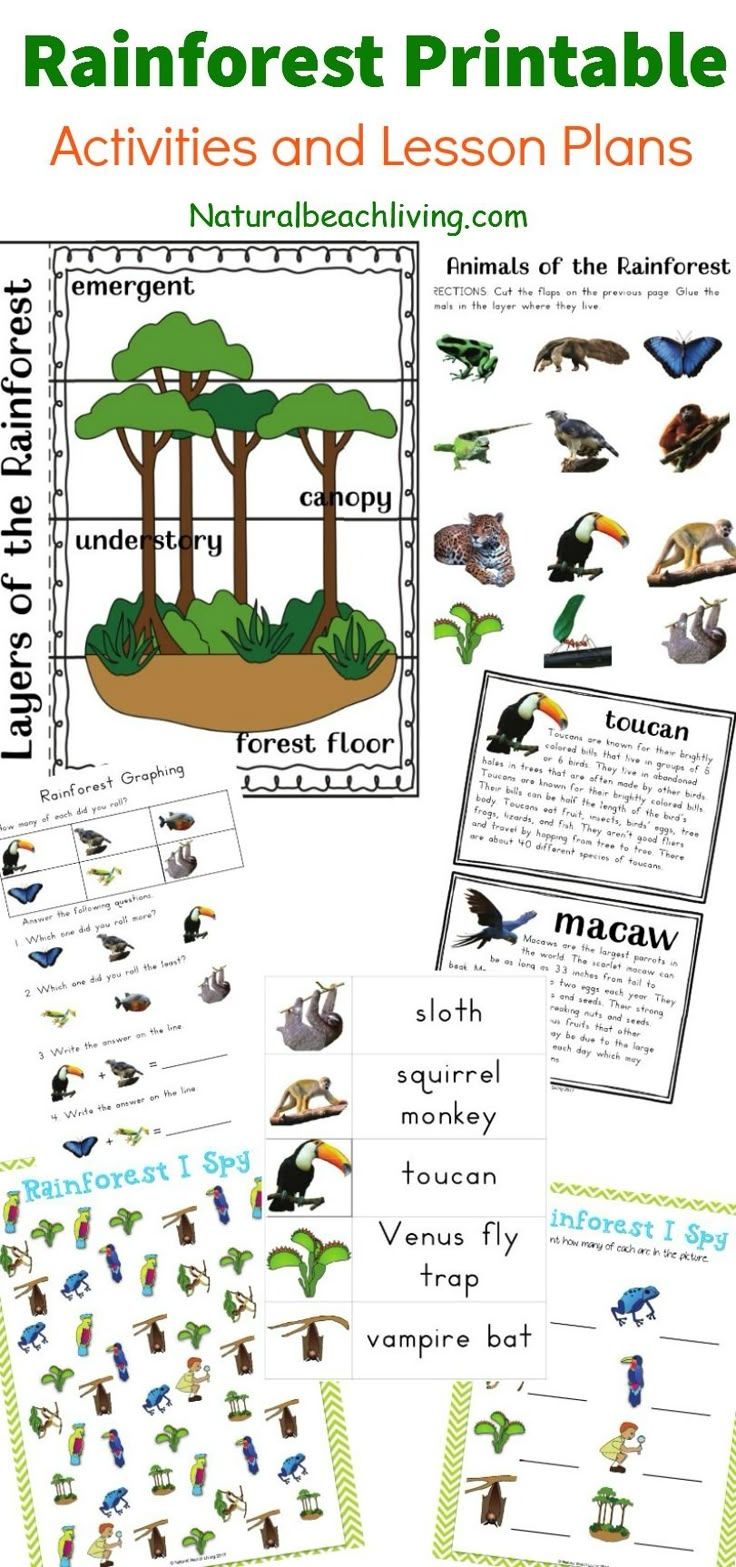 The Best Rainforest Printable Activities For Kids Natural Beach 